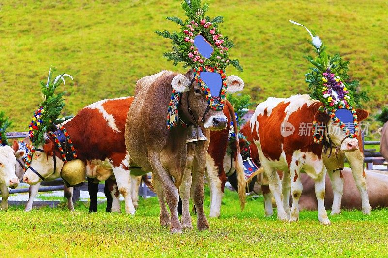 奥地利泰洛的Tux - Zillertal阿尔卑斯山脉，奶牛戴着花冠